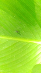 Camponotus mus