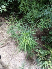 Maerua rosmarinoides