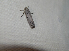 Ethmia circumdatella
