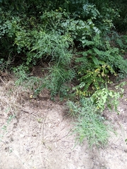 Maerua rosmarinoides