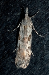 Scoparia halopis