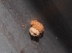 Apterona helicoidella