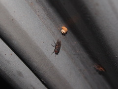 Apterona helicoidella