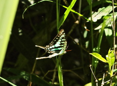 Graphium policenes