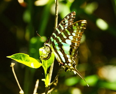 Graphium policenes