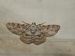 Ascotis reciprocaria