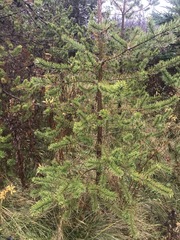Pinus banksiana image