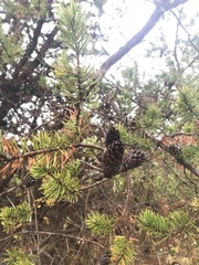 Pinus banksiana image