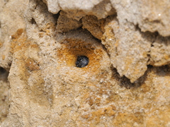 Cicindela campestris