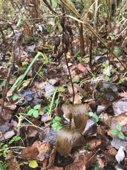 Media resource of Epipactis helleborine