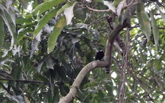 Ramphocelus carbo