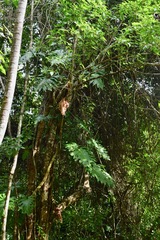 Philodendron dressleri