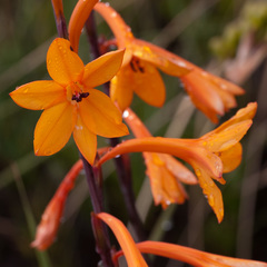 Watsonia zeyheri