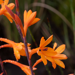 Watsonia zeyheri