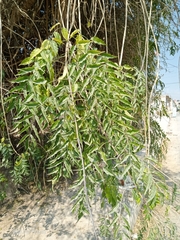 Podranea