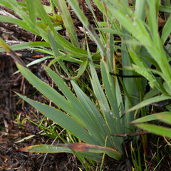 Watsonia zeyheri