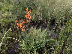 Watsonia zeyheri