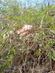 Podranea