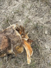 Acanthocybium solandri