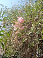 Podranea