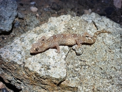 Pachydactylus mariquensis