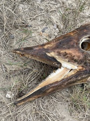 Acanthocybium solandri