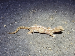Pachydactylus latirostris