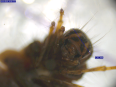 Limnephilus externus