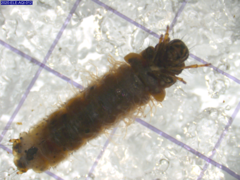 Limnephilus externus