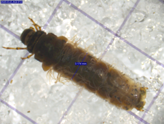 Limnephilus externus