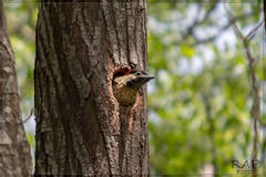 Green-Barred Woodpecker photo 6