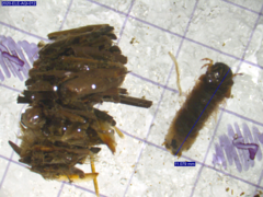 Limnephilus externus