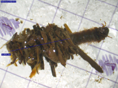 Limnephilus externus