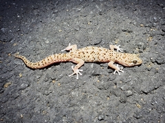Pachydactylus capensis