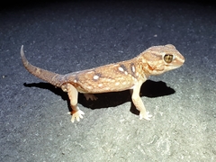 Chondrodactylus angulifer