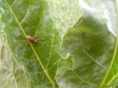 Naupactus verecundus