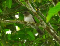 Turdus ignobilis