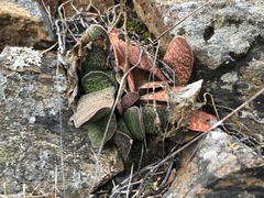 Gasteria brachyphylla