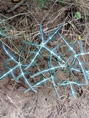 Adenia natalensis