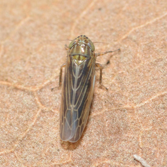 Graminella nigrifrons