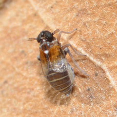 Flavoclypeus andromedus