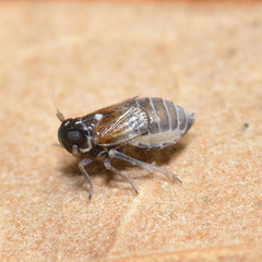 Flavoclypeus andromedus