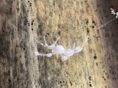 Engyodontium aranearum