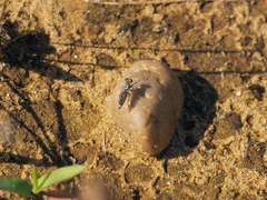 Stichopogon elegantulus