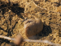 Stichopogon elegantulus