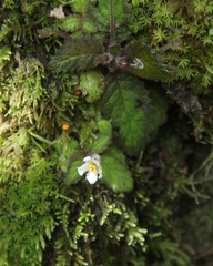 Amalophyllon divaricatum