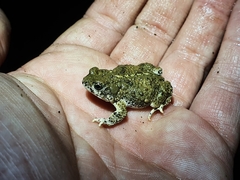 Poyntonophrynus vertebralis