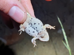 Poyntonophrynus vertebralis