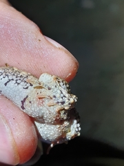 Poyntonophrynus vertebralis