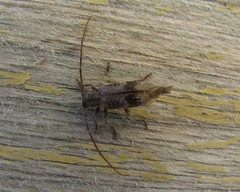 Exocentrus adspersus